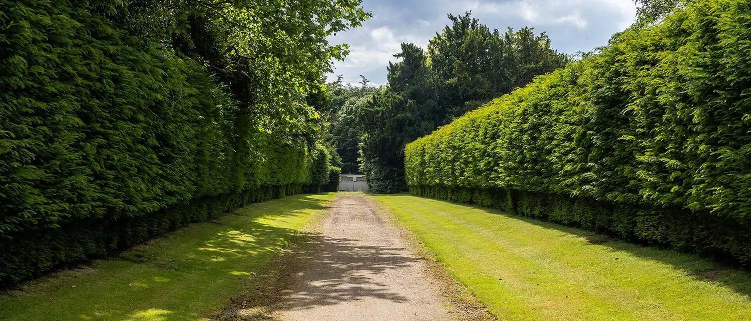 Hornbeam avenue at Marden House, cut once a year in August